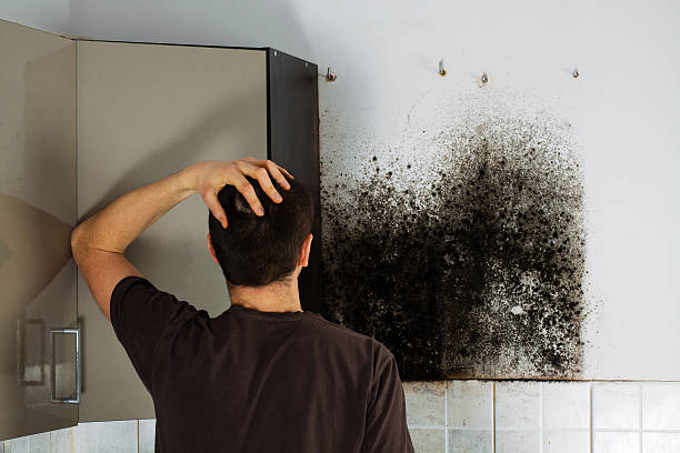 Best Black Mold Remediation in Boardman, OR